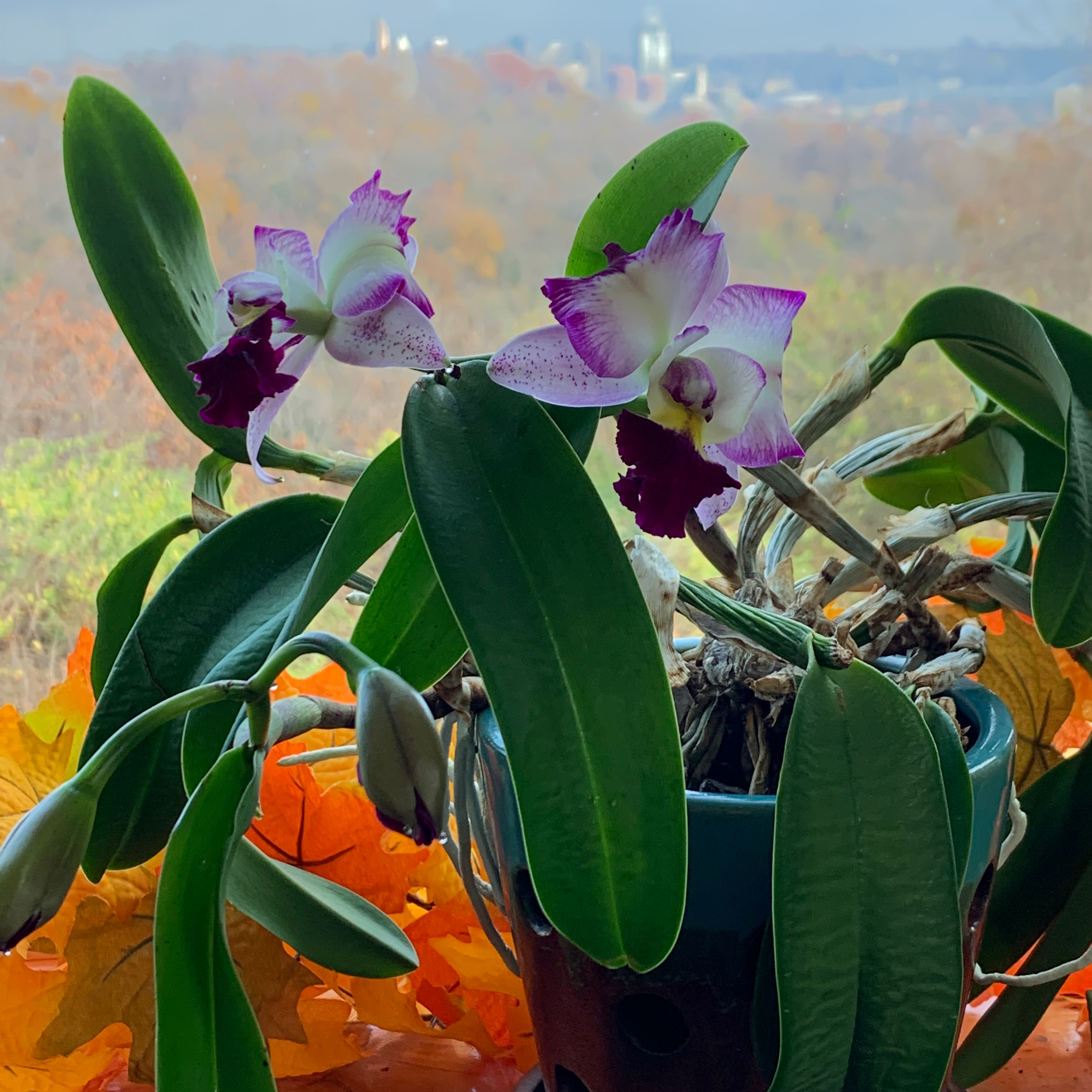 Cattleya Orchid with vibrant flowers and healthy green leaves in a pot.