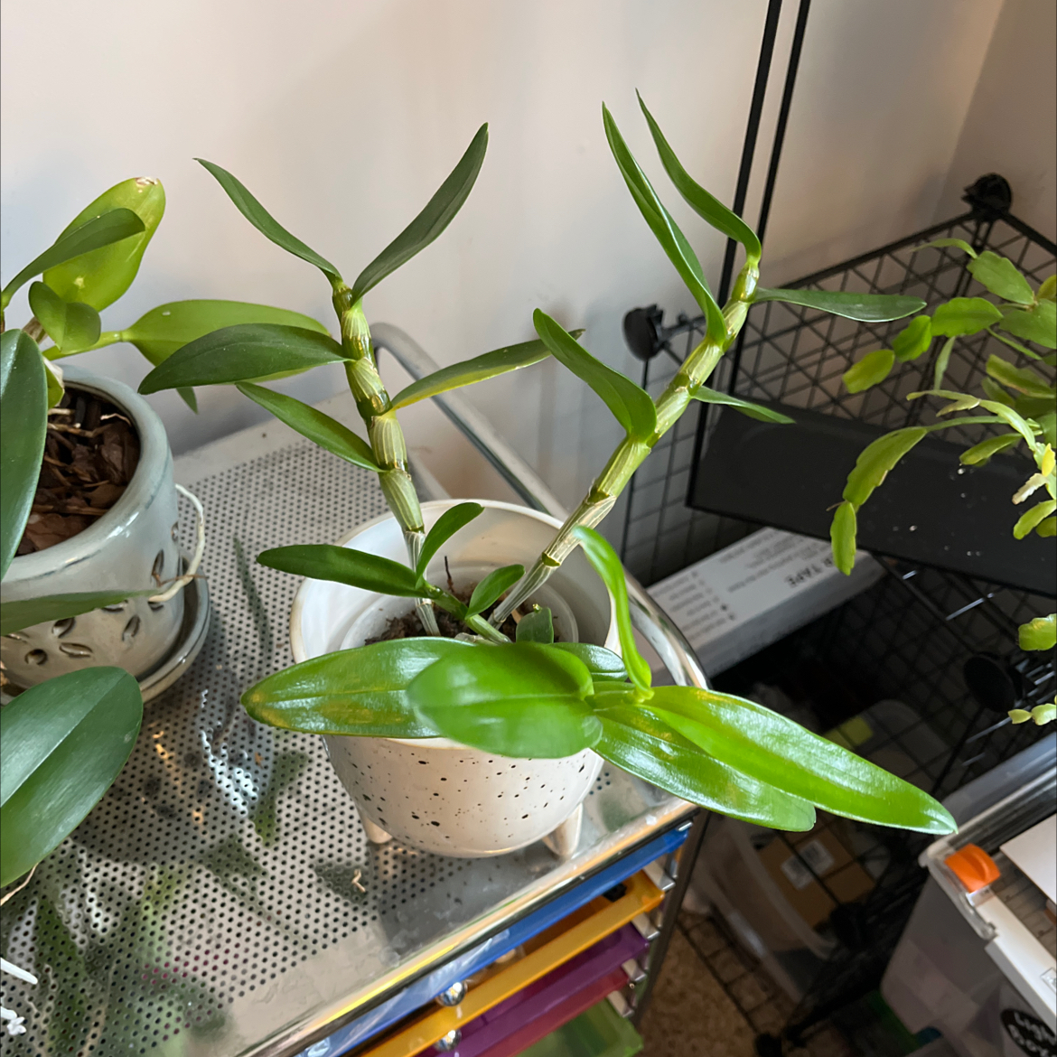 Photo of the plant species Kat E-Sun Orchid by @Plantgirl56 named Florida on Greg, the plant care app