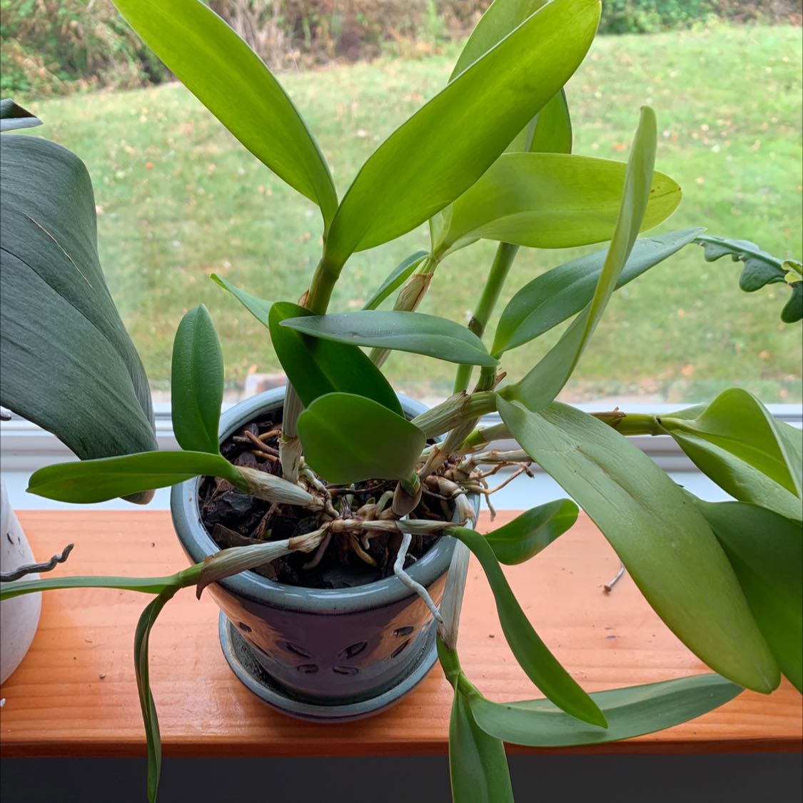 Cattleya Orchid in a pot on a windowsill with vibrant green leaves.