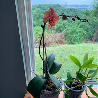 Phalaenopsis Orchid plant in Covington, Kentucky