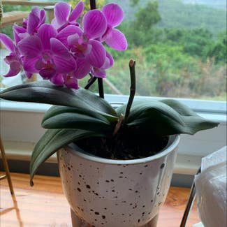 Phalaenopsis Orchid plant in Covington, Kentucky