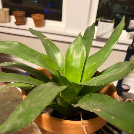 Photo of the plant species Aechmea 'Del Mar' by @CivilizedMint named Staryu on Greg, the plant care app