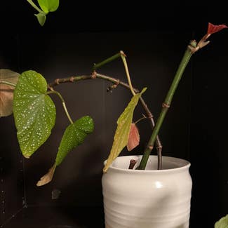 Polka Dot Begonia plant in Portland, Oregon