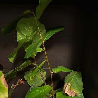 Fiddle Leaf Fig plant in Portland, Oregon