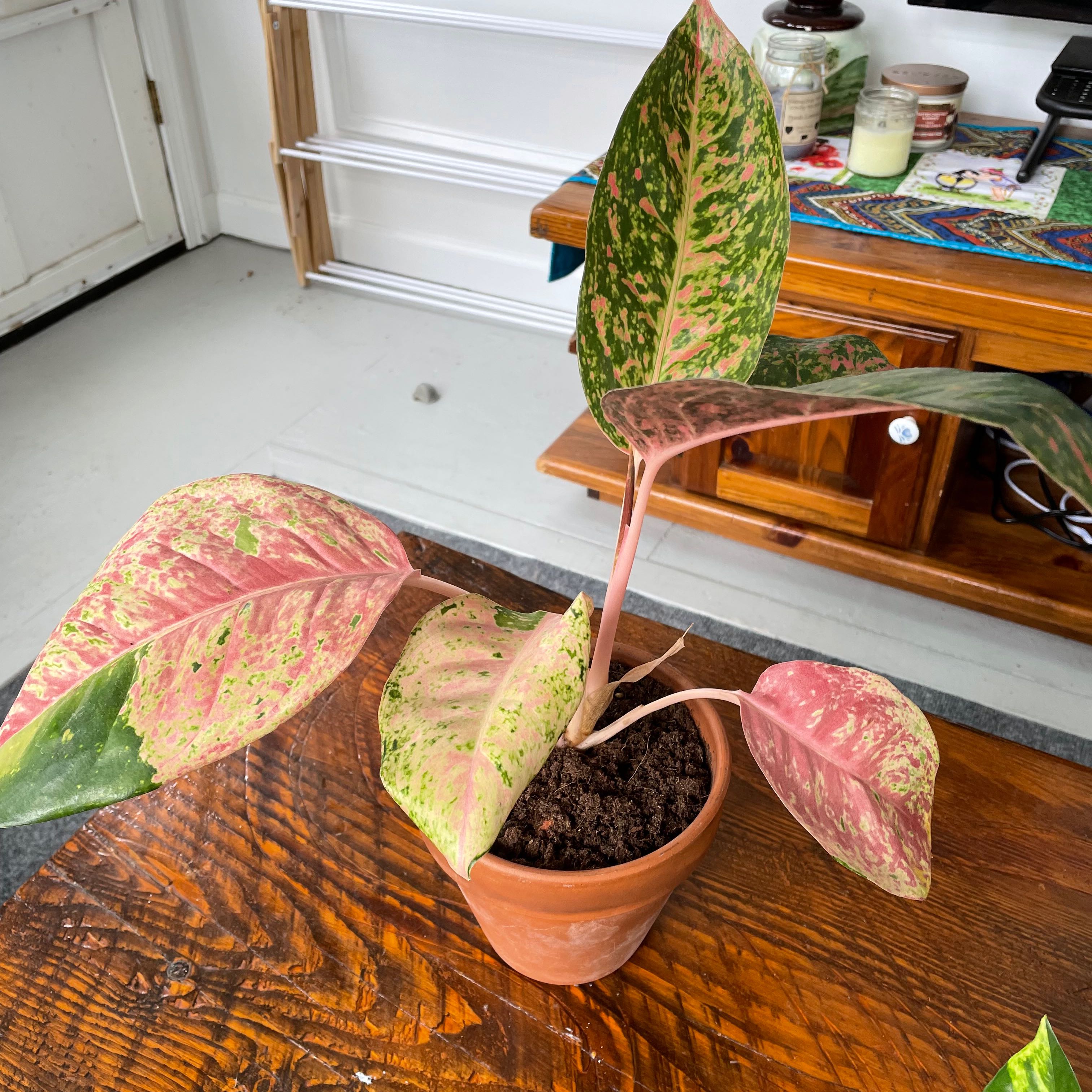 Photo of the plant species Big Roy by @MalPal named Your plant on Greg, the plant care app