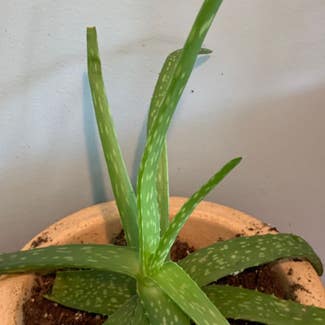 Aloe Vera plant in Nahant, Massachusetts