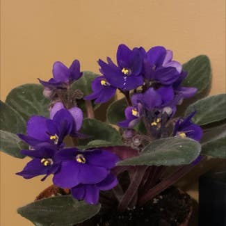 African Violet plant in Nahant, Massachusetts