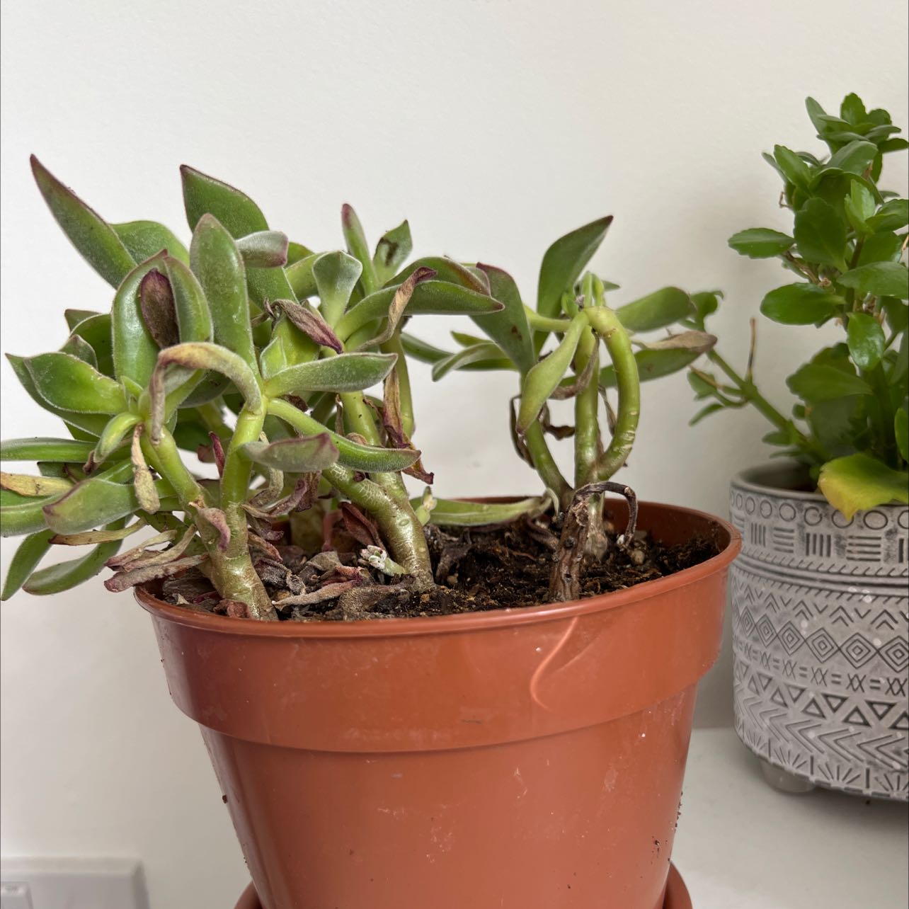 Potted Prolific Echeveria with some browning leaves, visible soil, and another plant in the background.