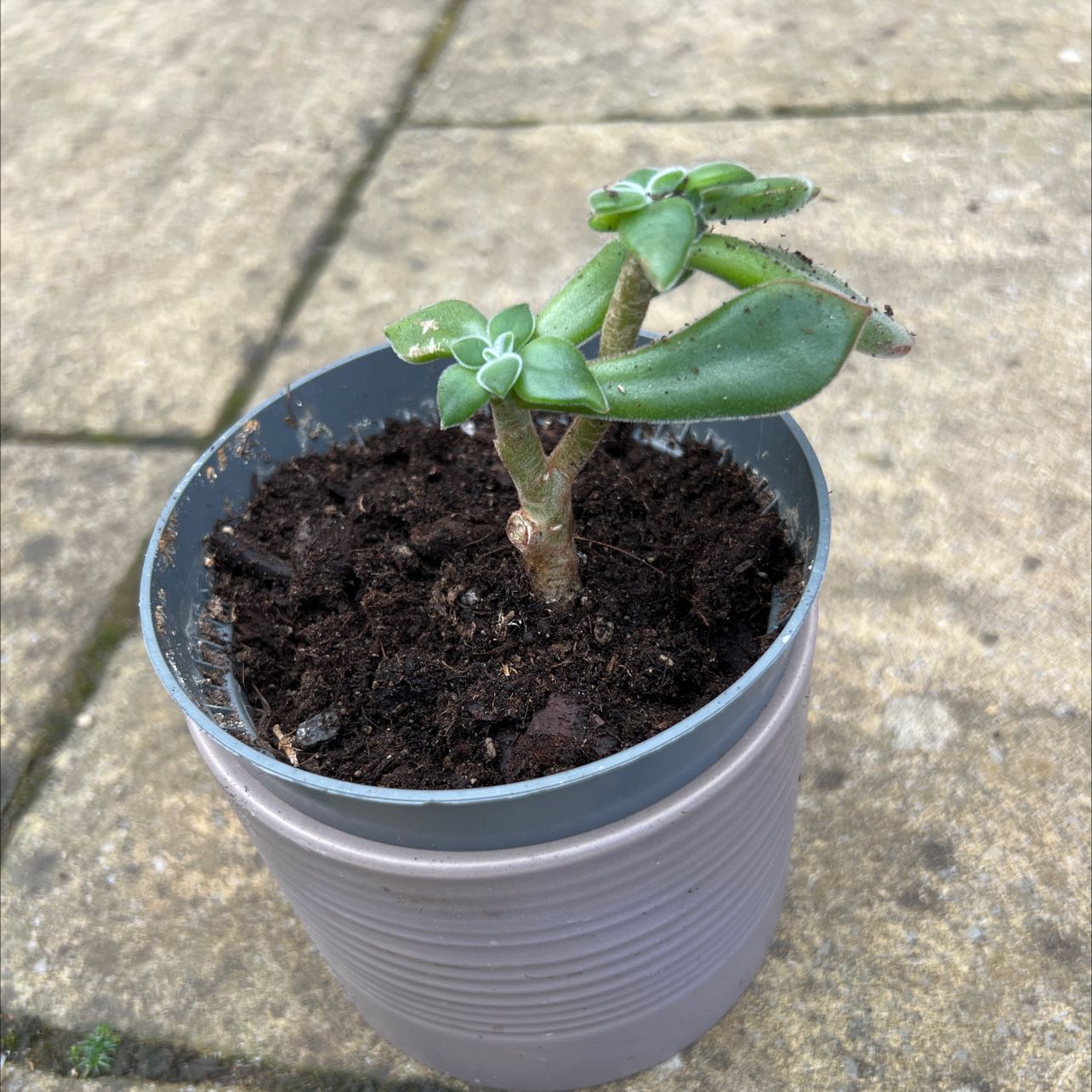 Prolific Echeveria plant in a pot with visible soil and some discolored leaves.