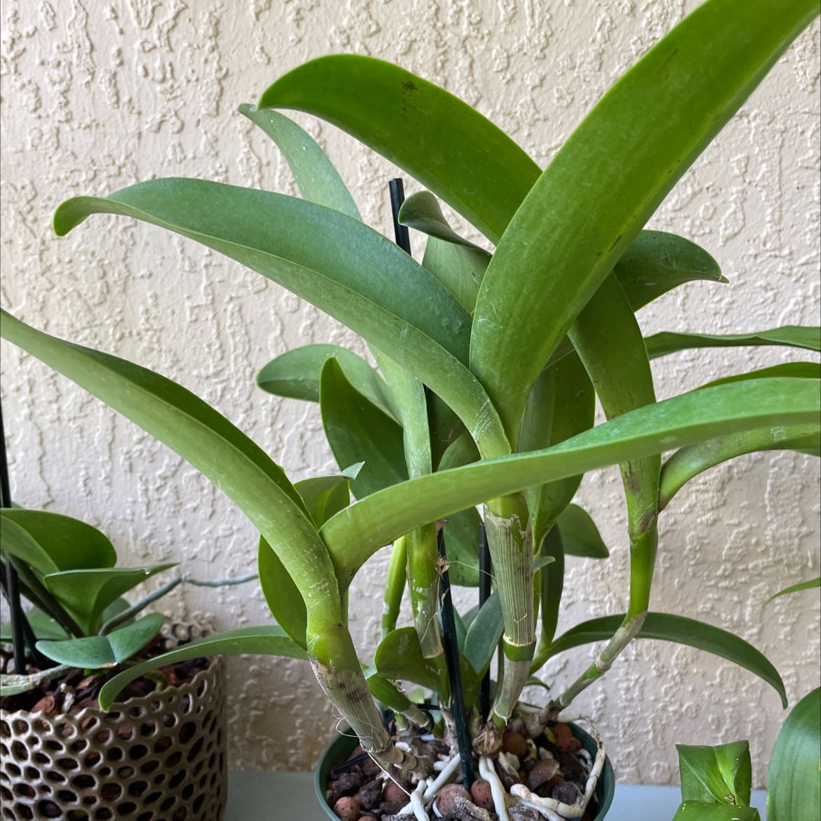 Photo of the plant species Cattleya leopoldii by @HotSoursop named Palmer on Greg, the plant care app