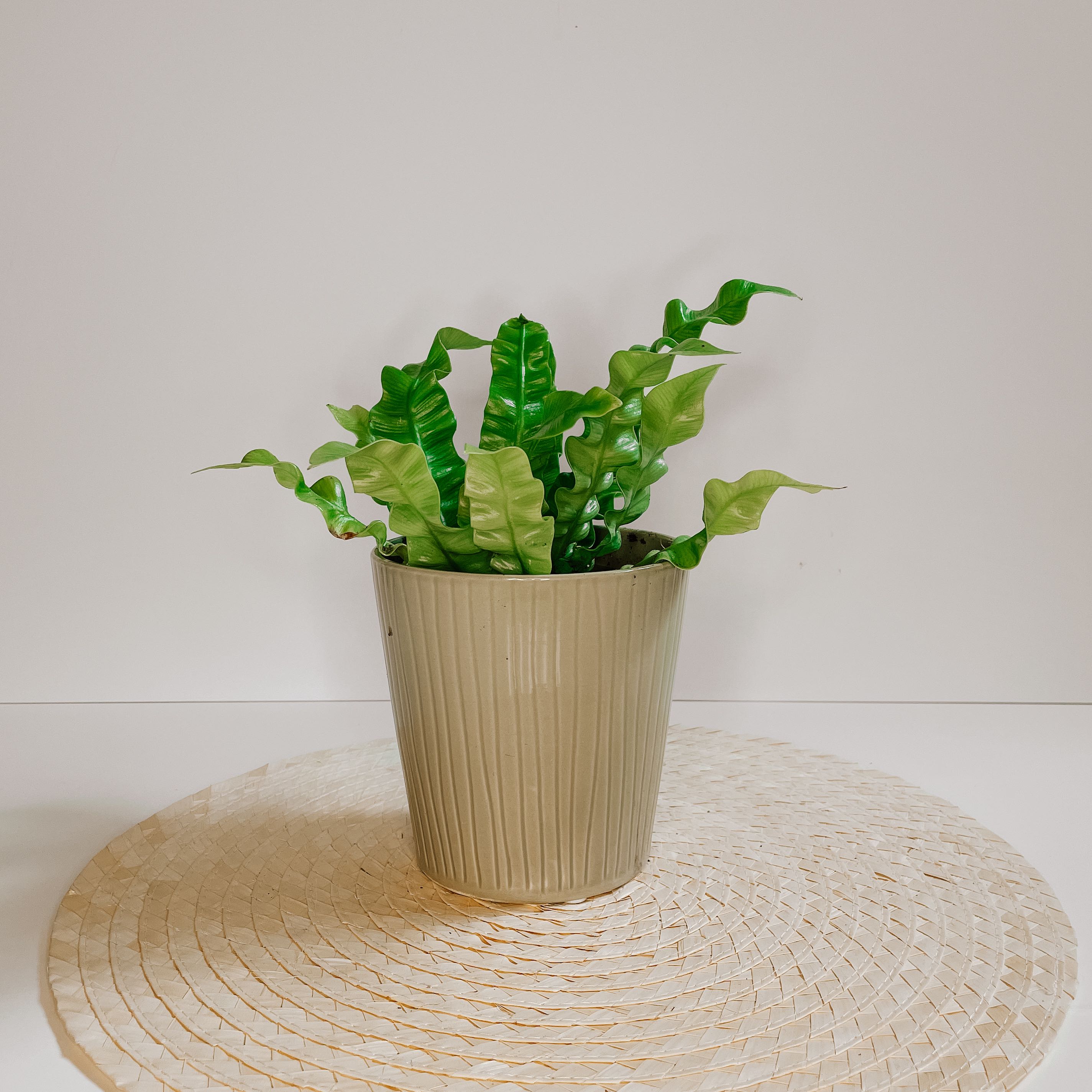 Photo of the plant species Hart's Tongue Fern by @KayliQ named Bacon on Greg, the plant care app