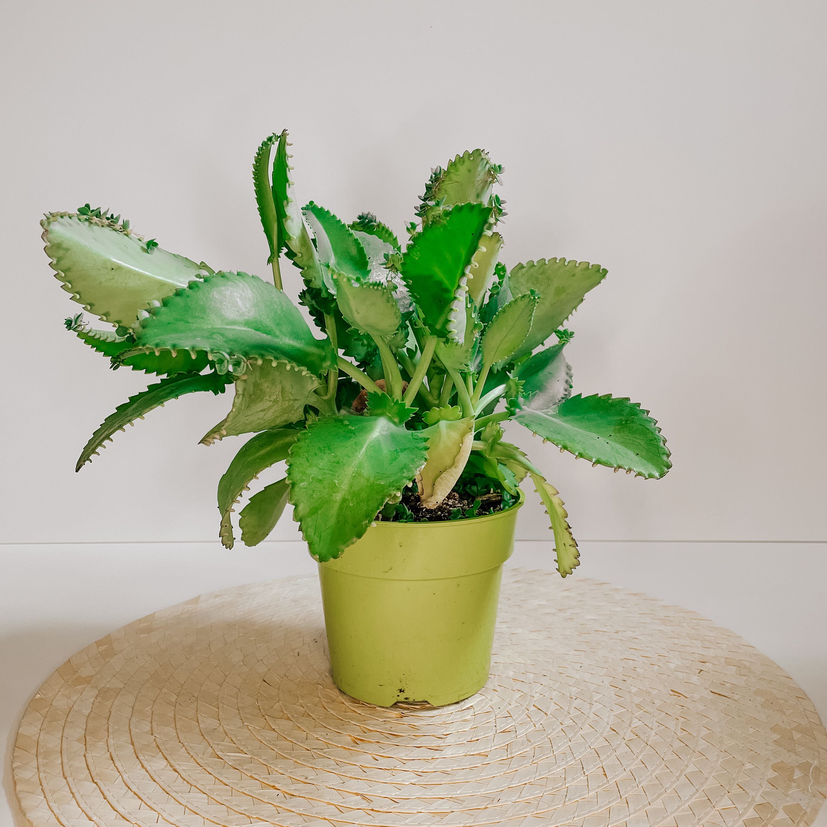 Photo of the plant species Mother of Thousands by @KayliQ named Mama on Greg, the plant care app