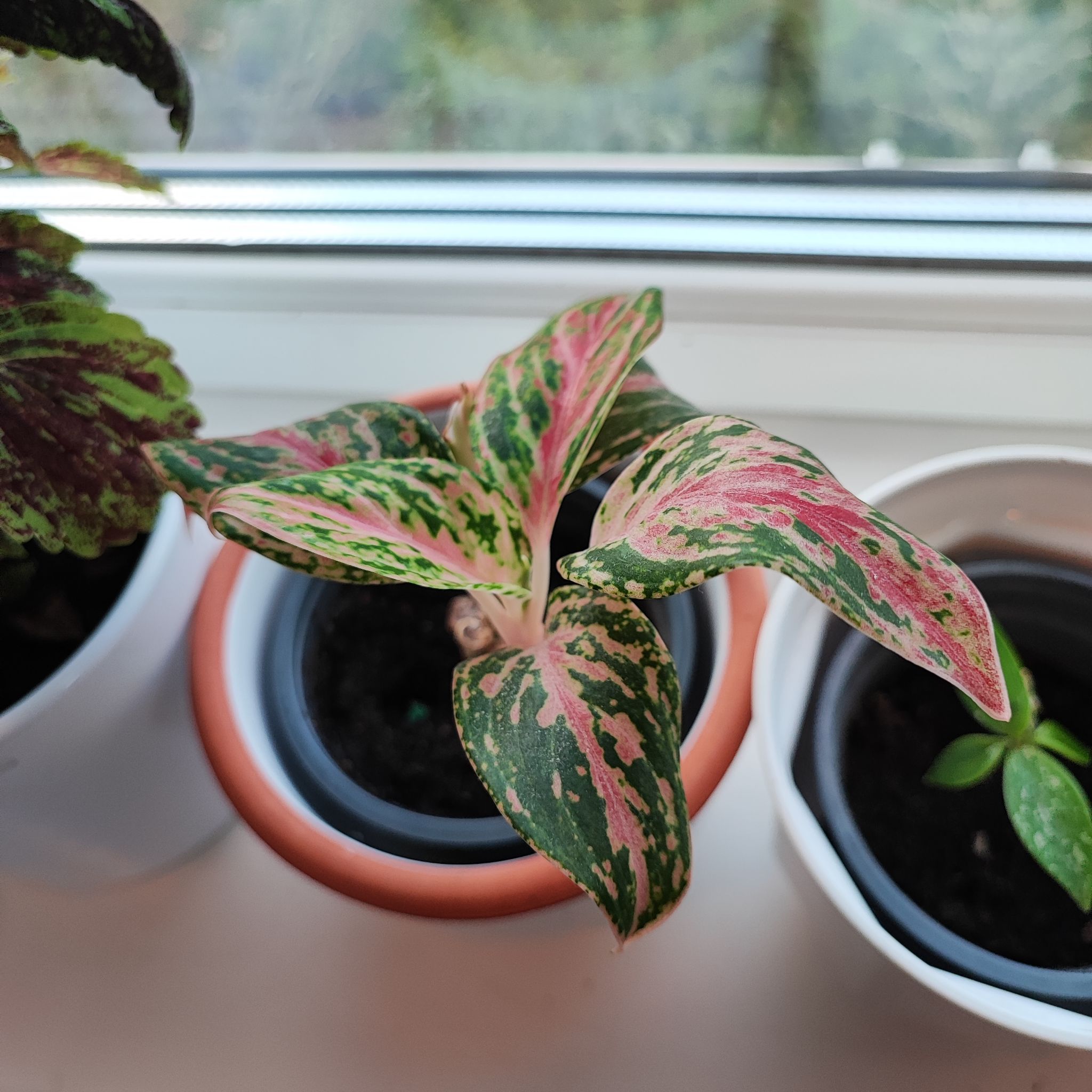 Potted Aglaonema 'Sparkling Sarah' with variegated green and pink leaves, healthy and well-framed.
