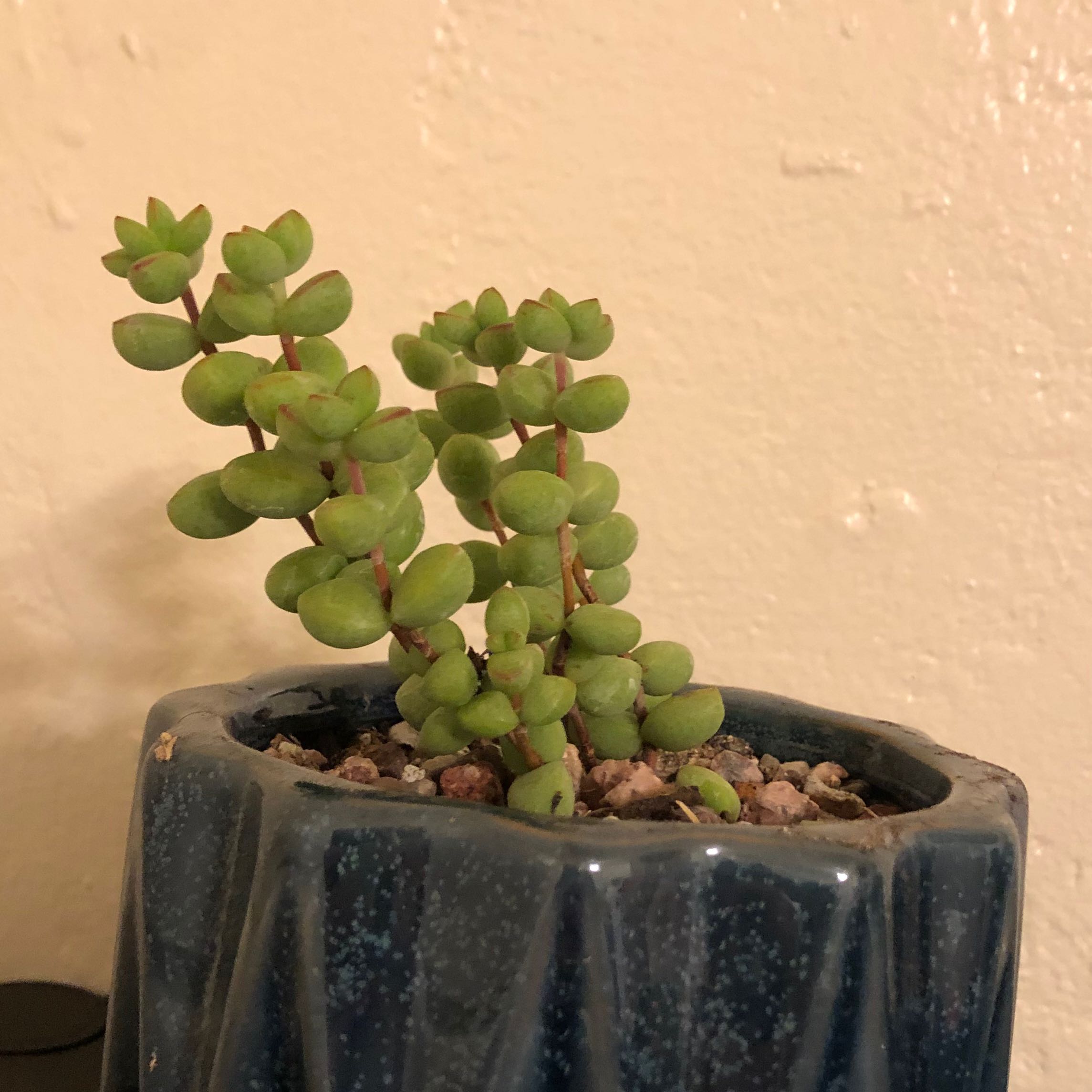 Tom Thumb succulent plant in a blue pot with green, rounded leaves.
