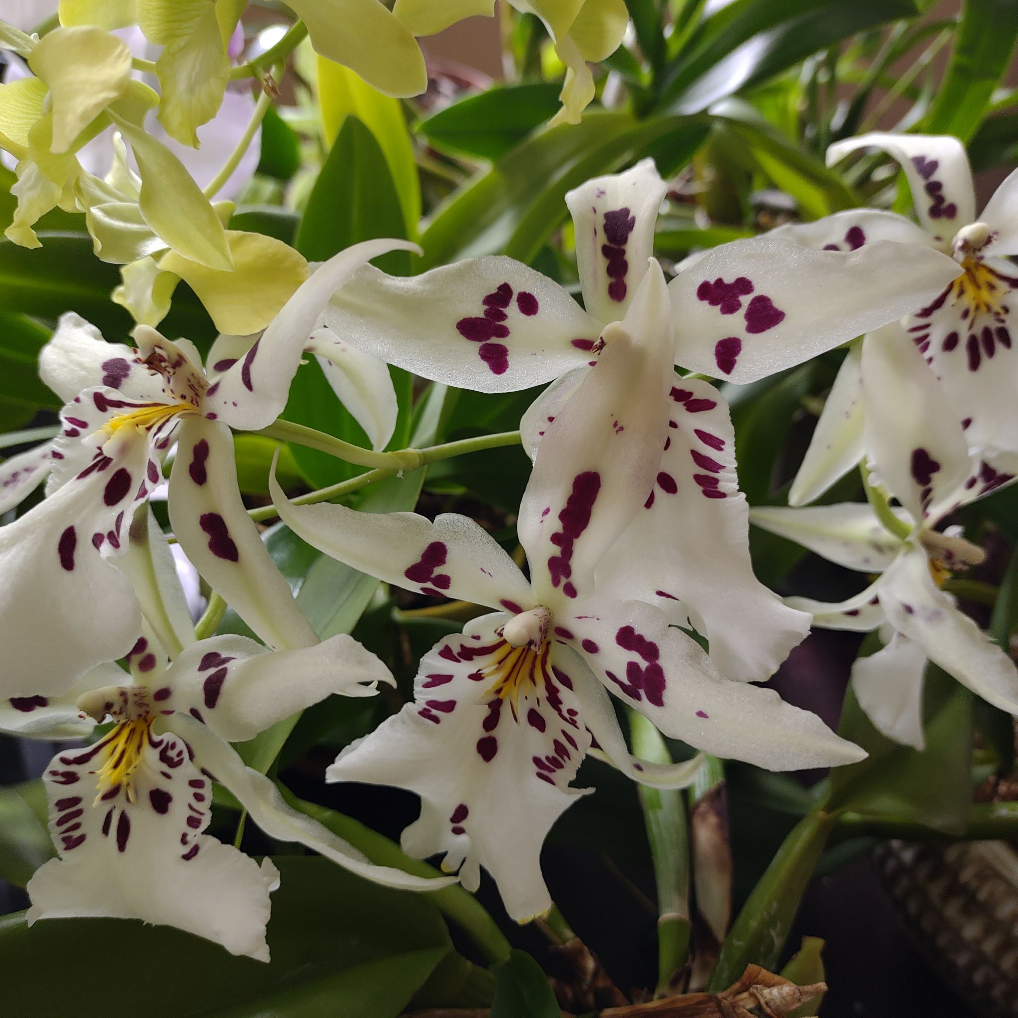 Photo of the plant species Stargazer orchid by @QualifiedWoreya named x Beallara / Aliceara on Greg, the plant care app