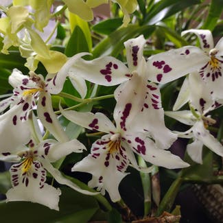 Stargazer orchid plant in Huntsville, Alabama