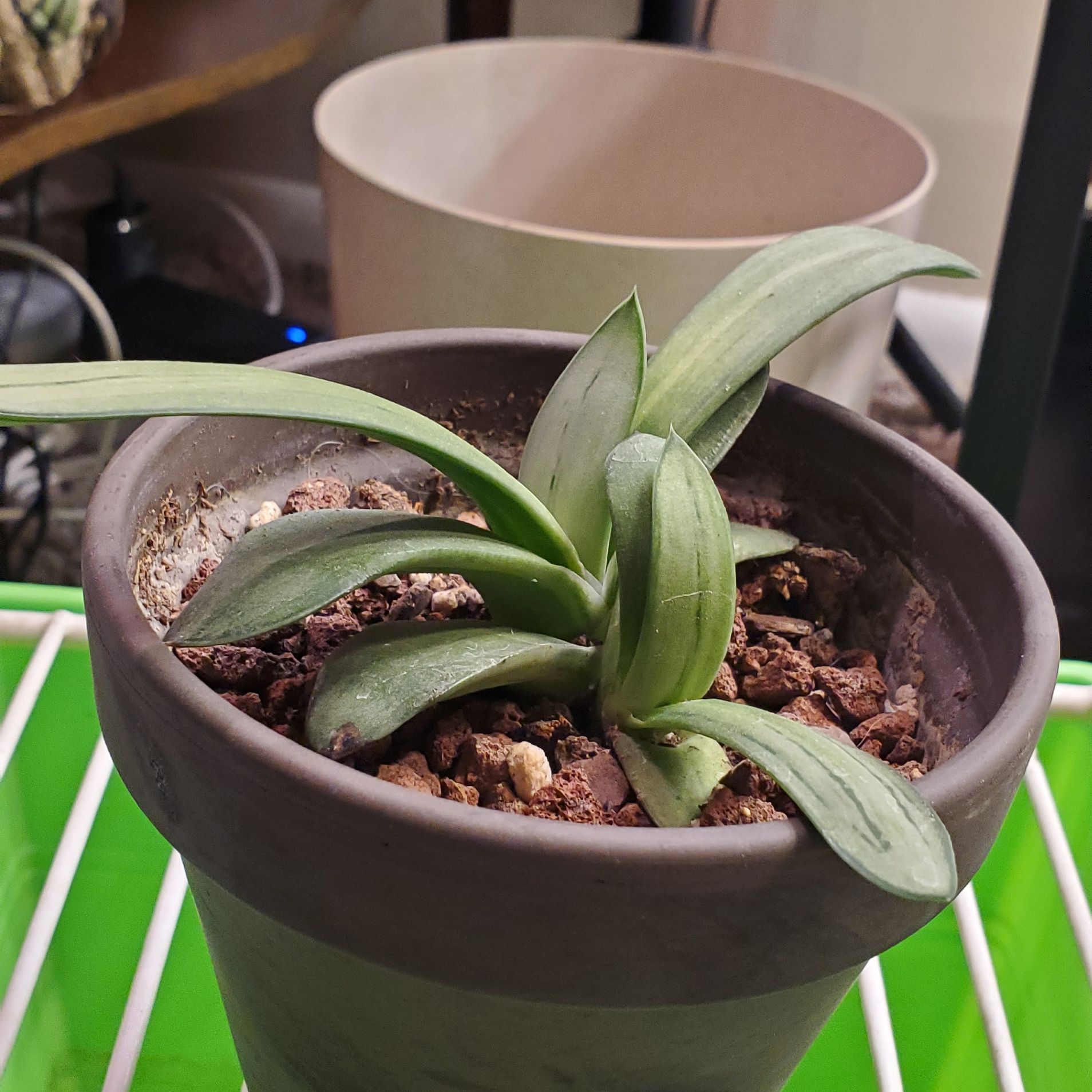 Gasteria 'Little Warty' plant in a pot with visible soil, well-framed and in focus.
