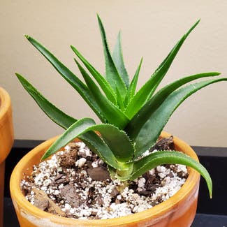 Aloe Vera plant in Omaha, Nebraska