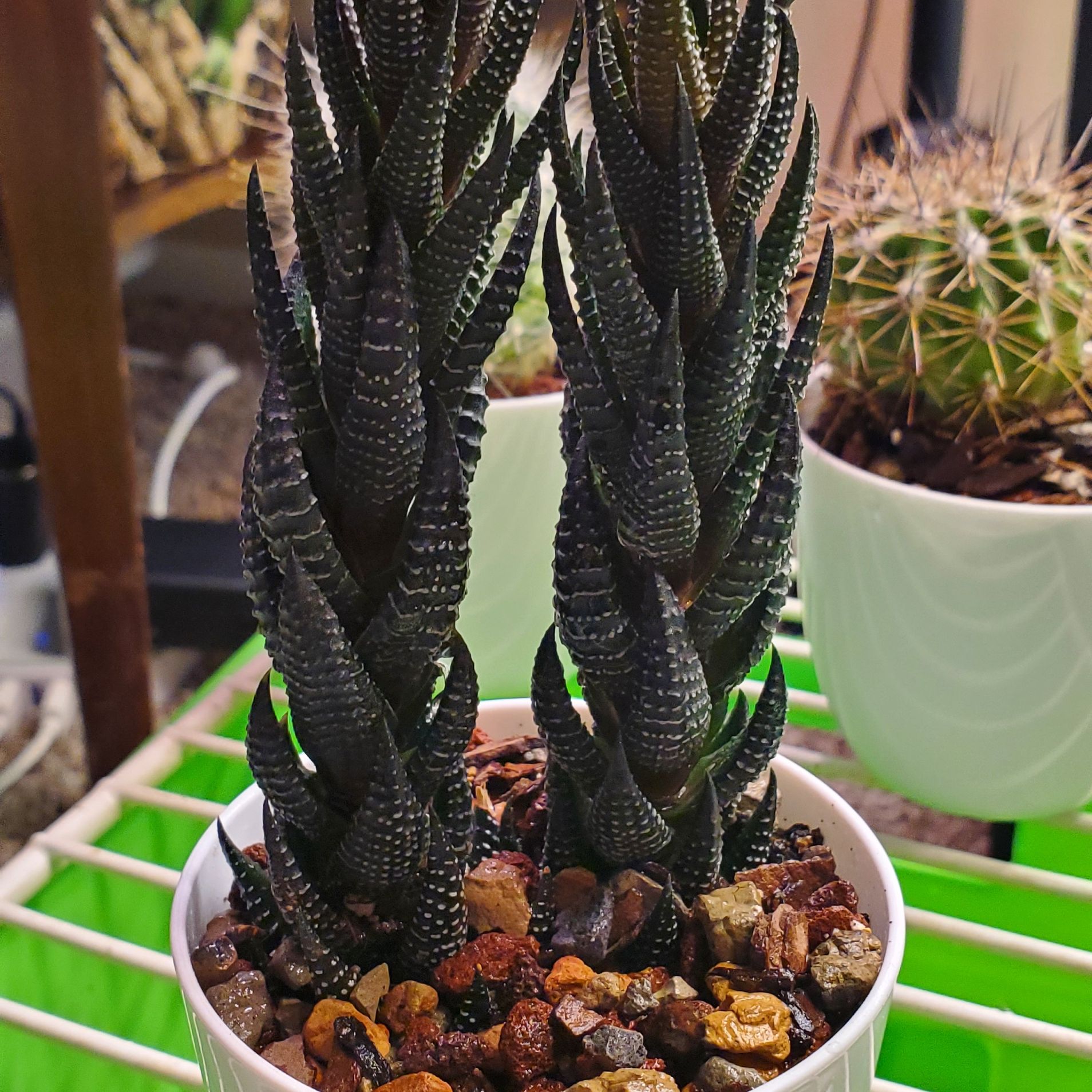 Haworthiopsis coarctata plant in a white pot with rocky soil, appears healthy.