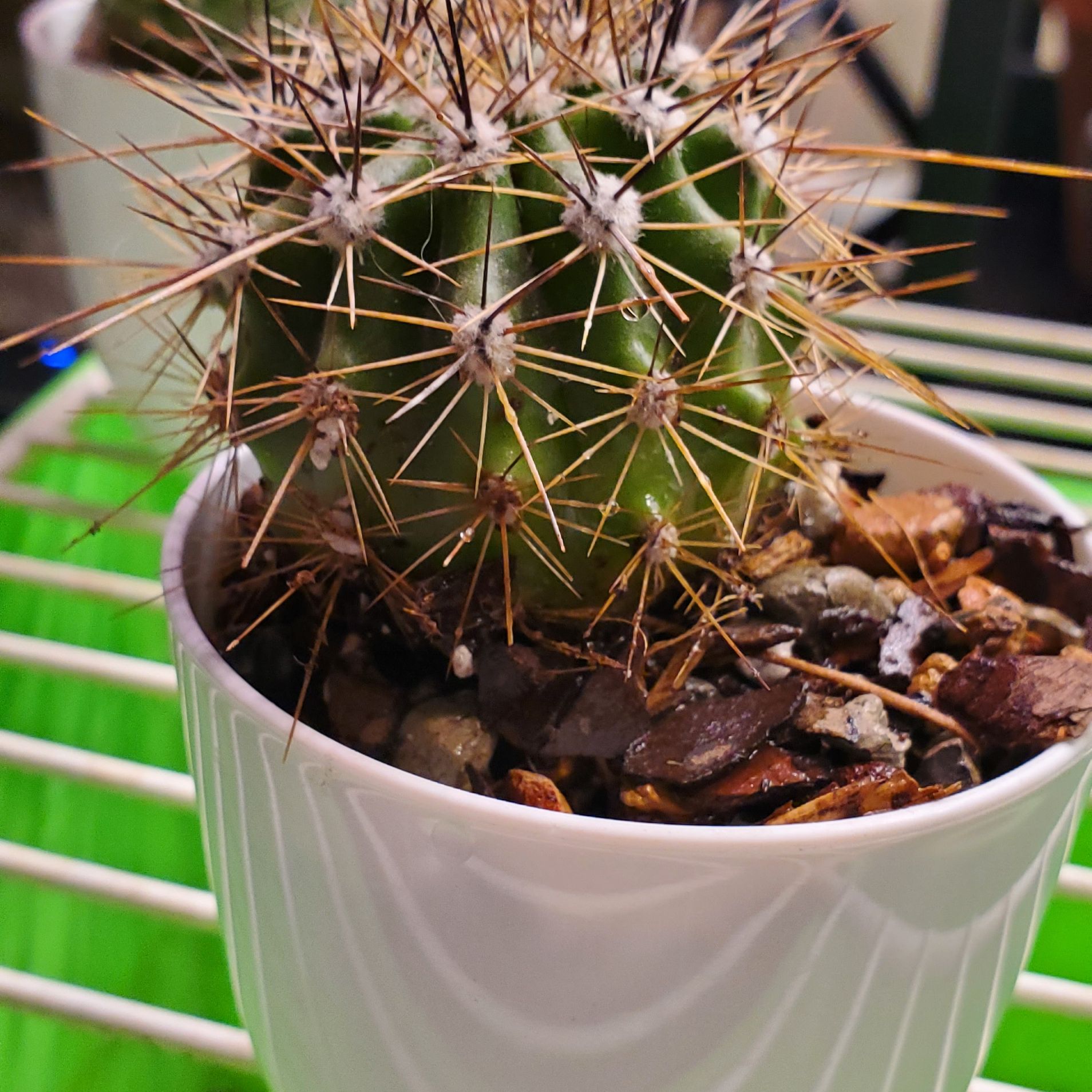 A healthy Mexican Giant Cactus in a white pot with prominent spines.