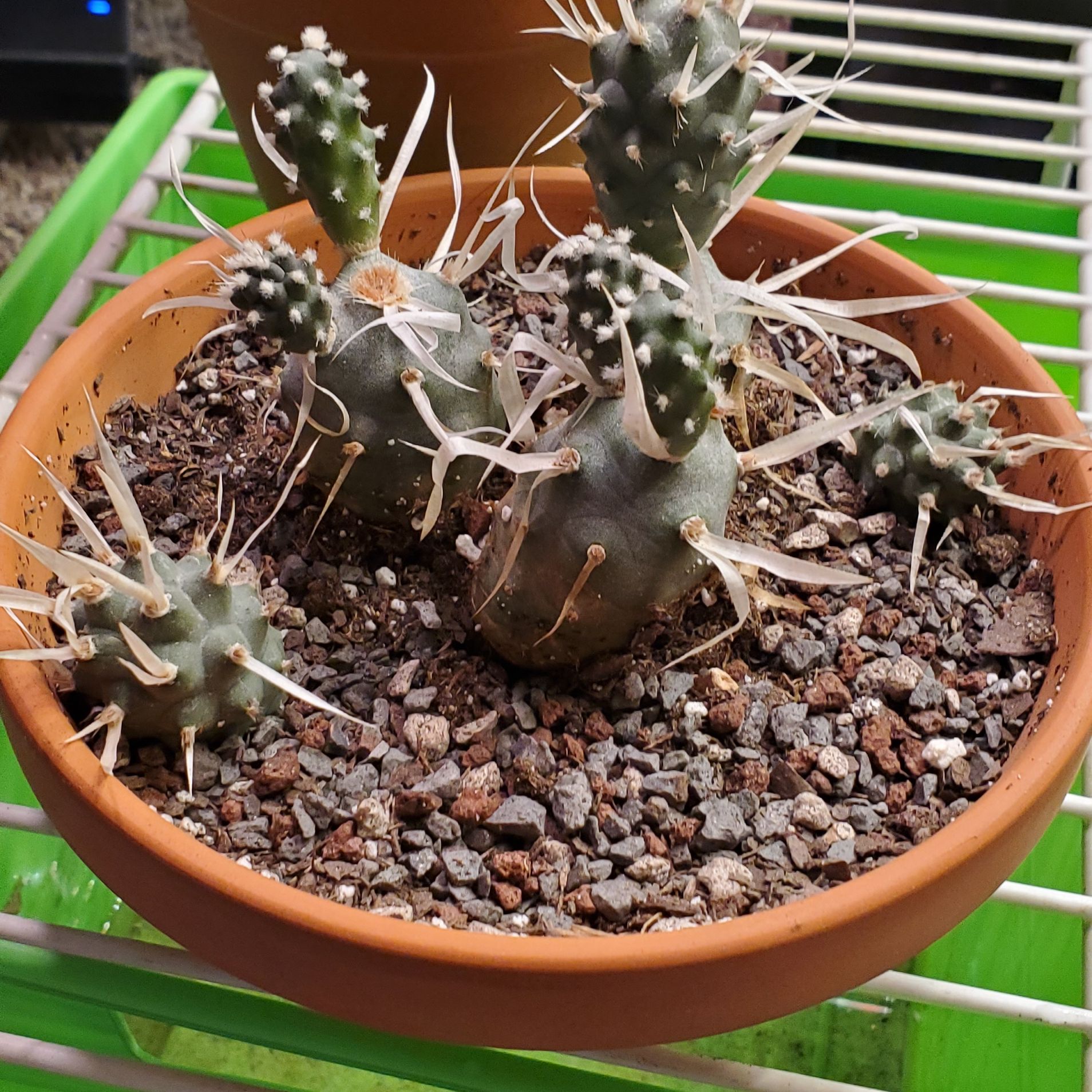 Paper Spine Cactus in a terracotta pot with well-draining soil, healthy and well-framed.