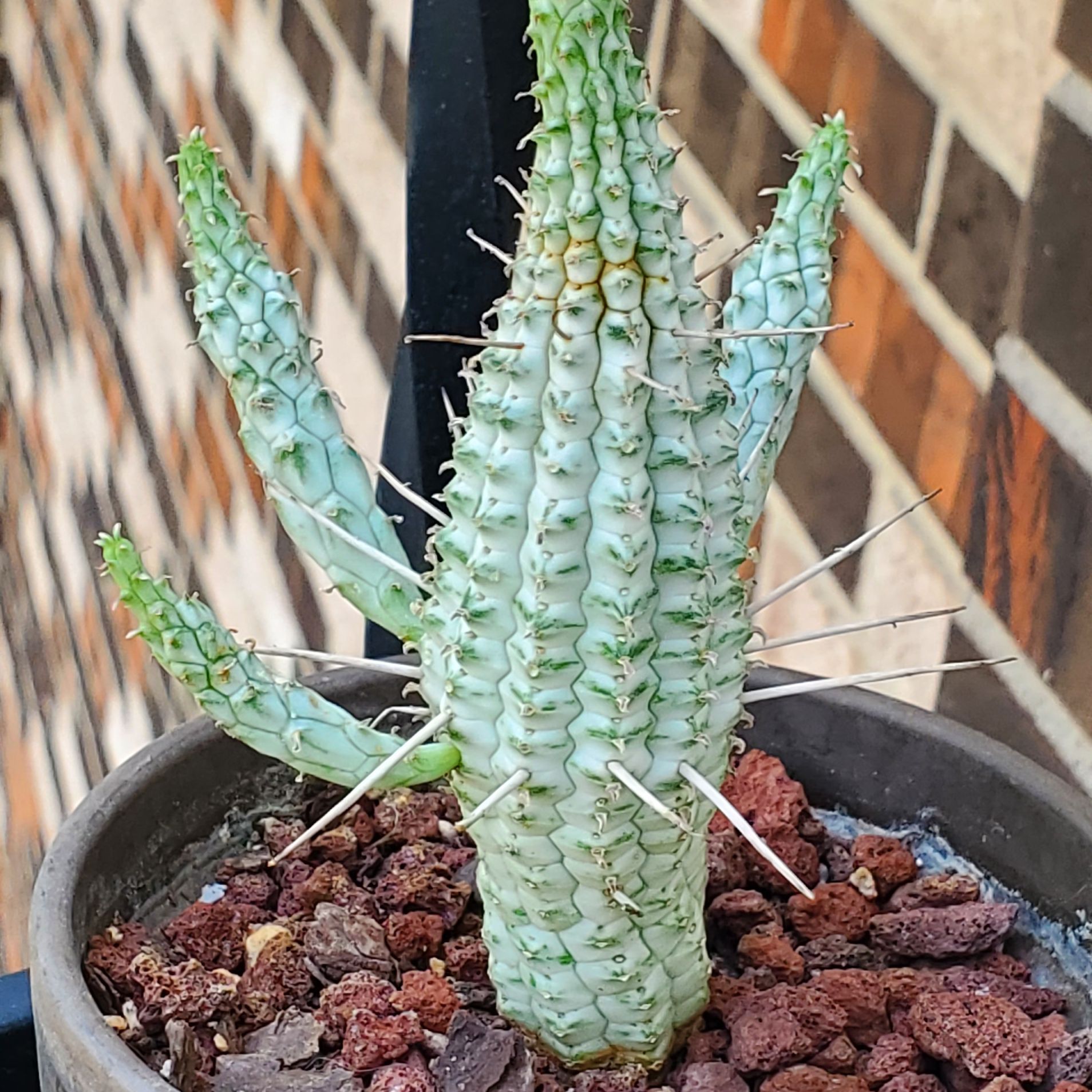 Corncob Cactus in a pot with visible soil, well-framed and in focus.