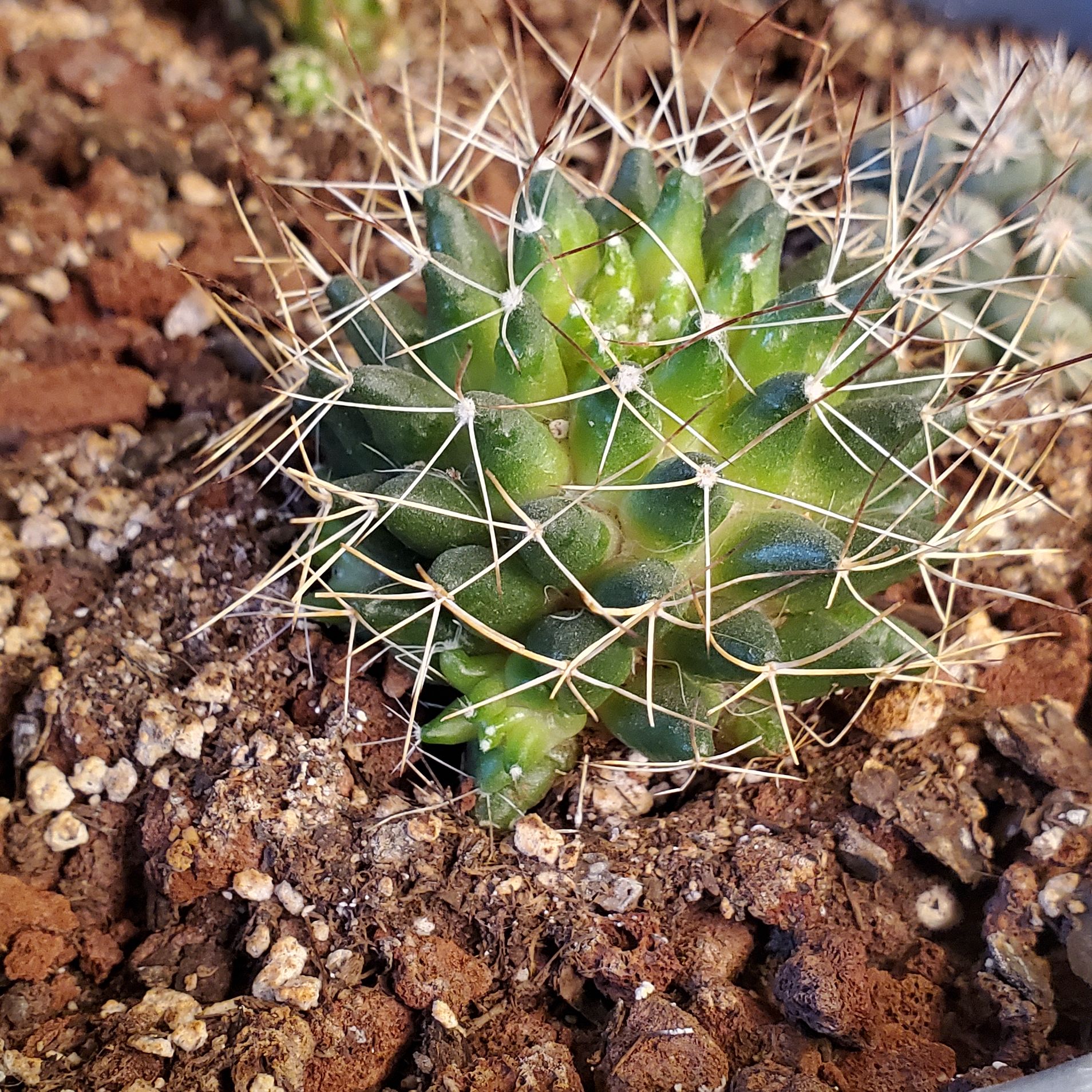 Photo of the plant species Bird's Nest Cactus by @Galaxycrusher named Mam Camp on Greg, the plant care app