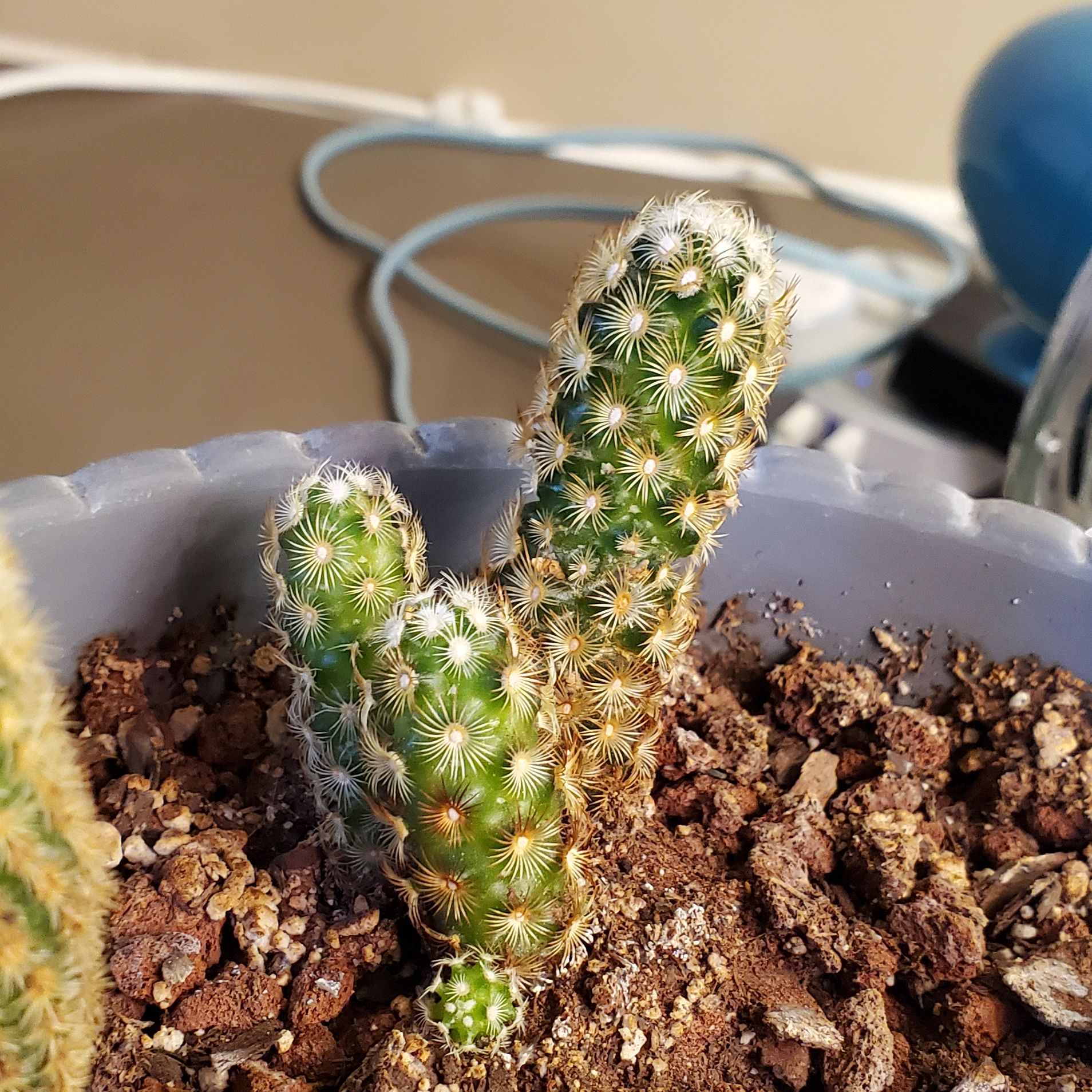 Lady Finger Cactus 'Copper King' in a pot with visible soil, appears healthy.