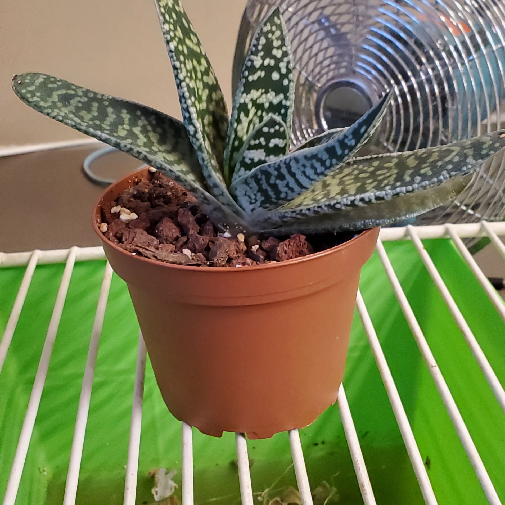 Photo of the plant species gasteria bicolor by @Galaxycrusher named Matt on Greg, the plant care app