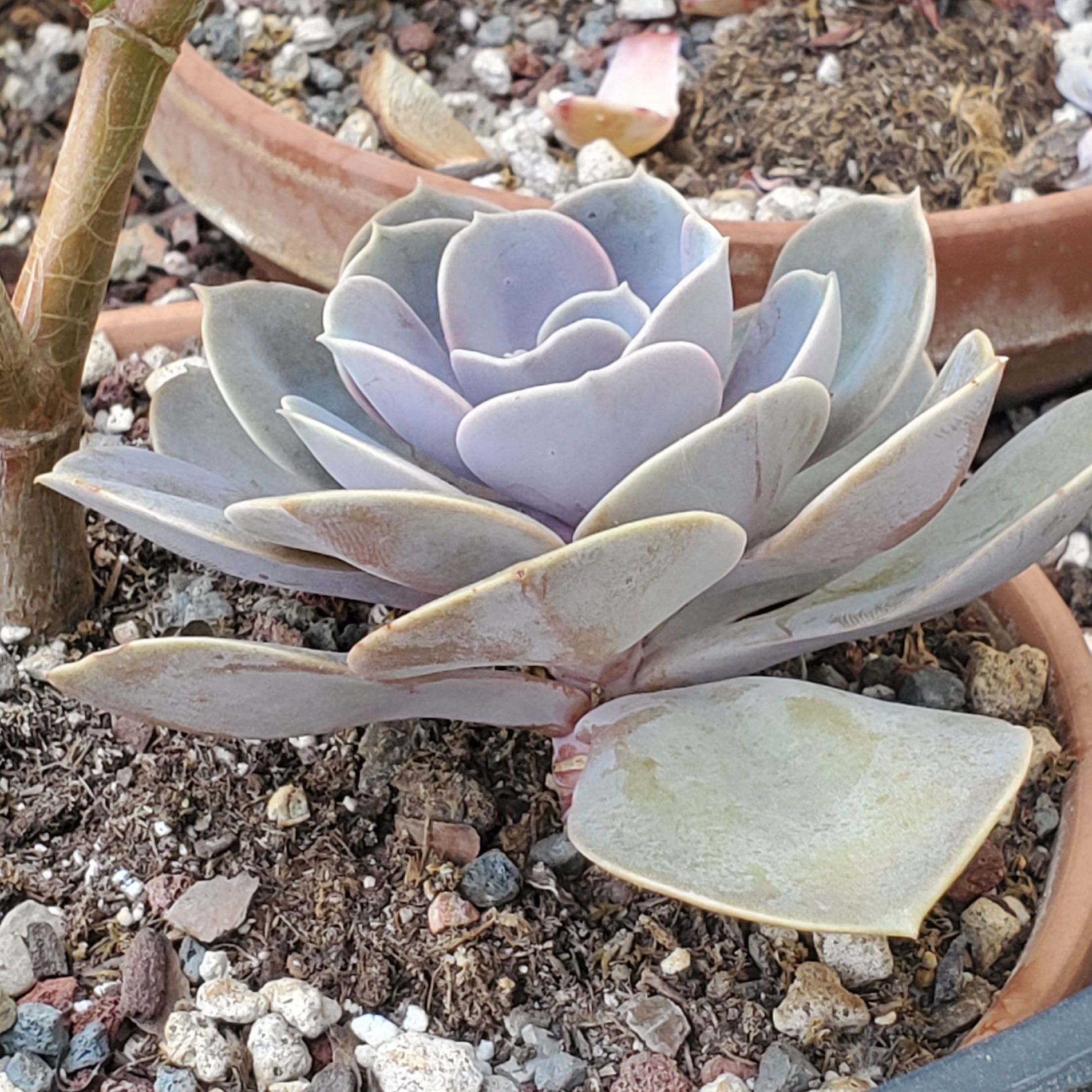 Echeveria 'Purple Pearl' succulent with rosette-shaped leaves in well-draining soil.