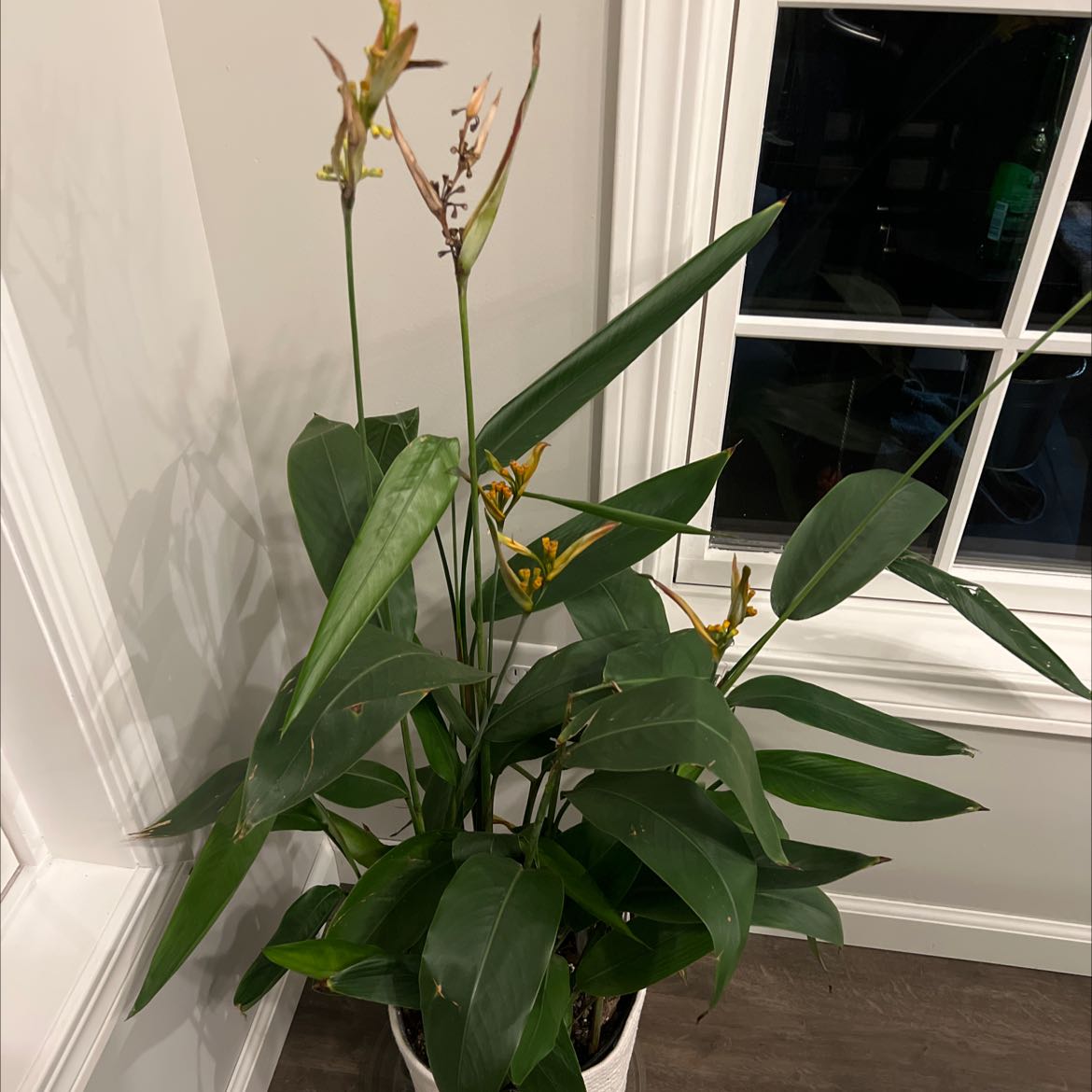 Parrot's Plantain plant with green leaves and flowers, placed indoors near a window.