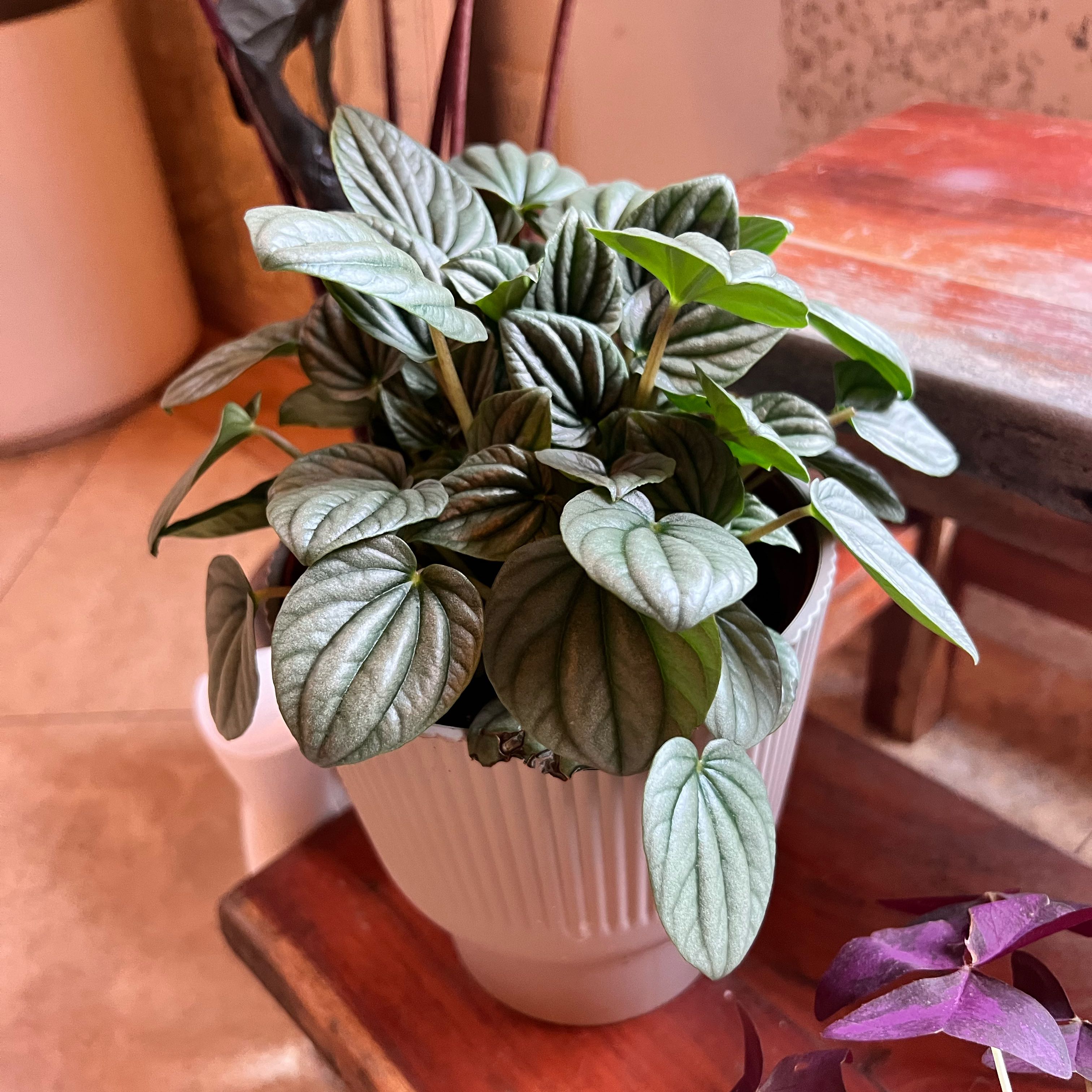 Healthy Silver Frost Peperomia plant in a white pot with green and silver leaves.