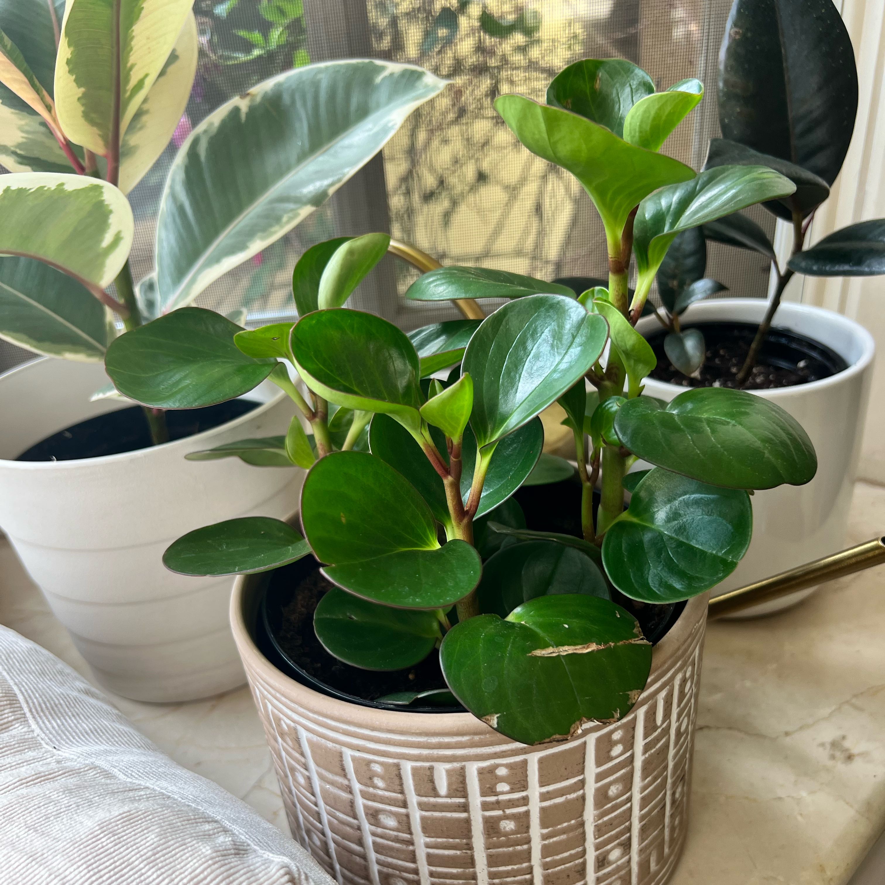 Healthy Peperomia Thailand plant in a decorative pot, with two other plants in the background.