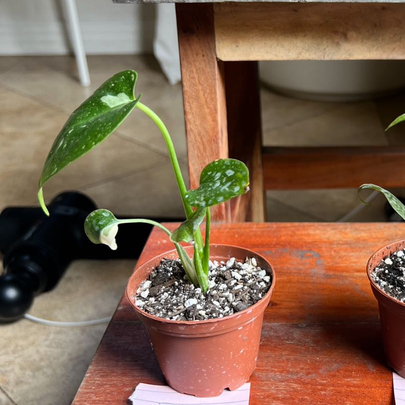Thai Constellation Monstera plant in a small pot with visible soil and variegated leaves.