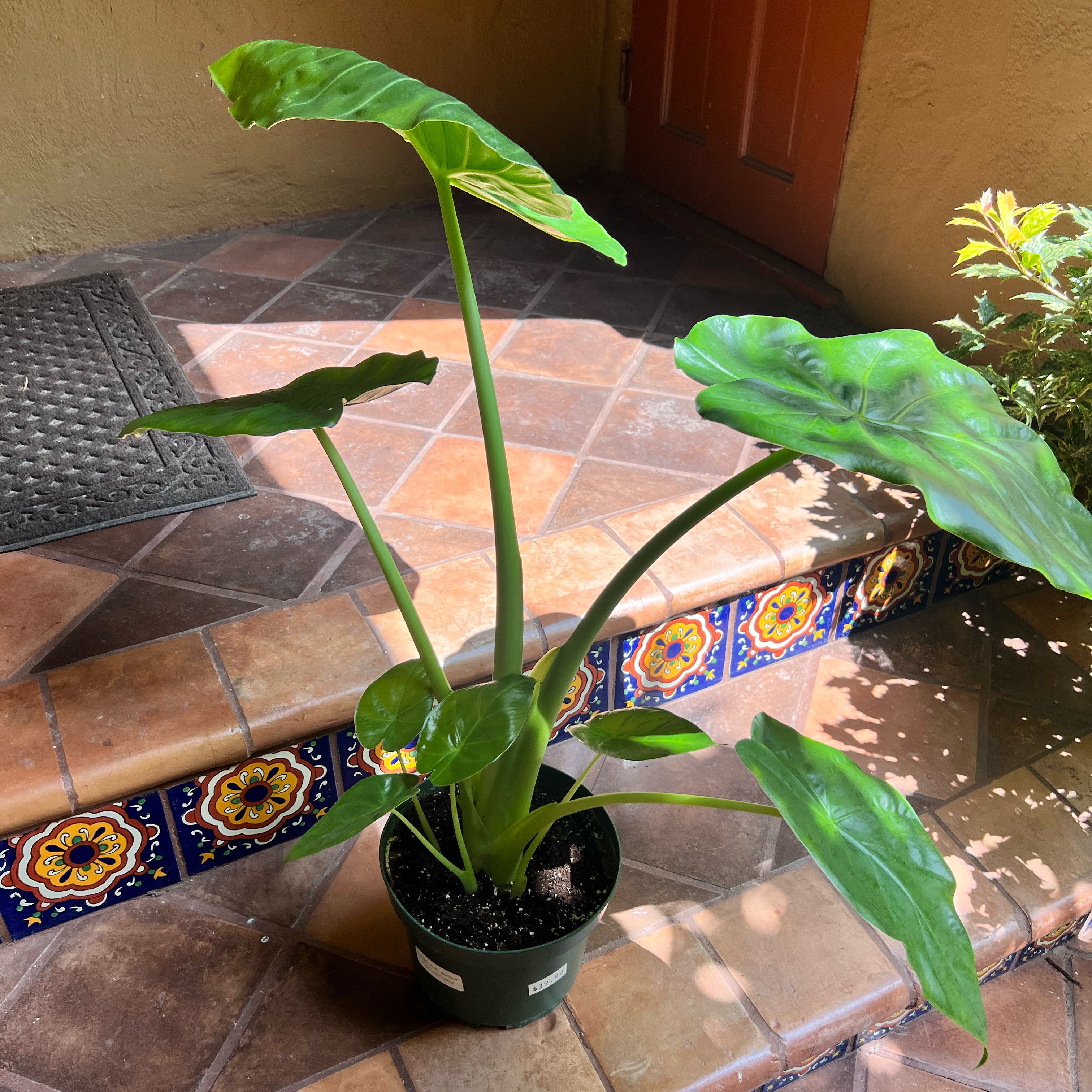 Potted Calidora Elephant's Ear plant with large green leaves in an indoor setting.