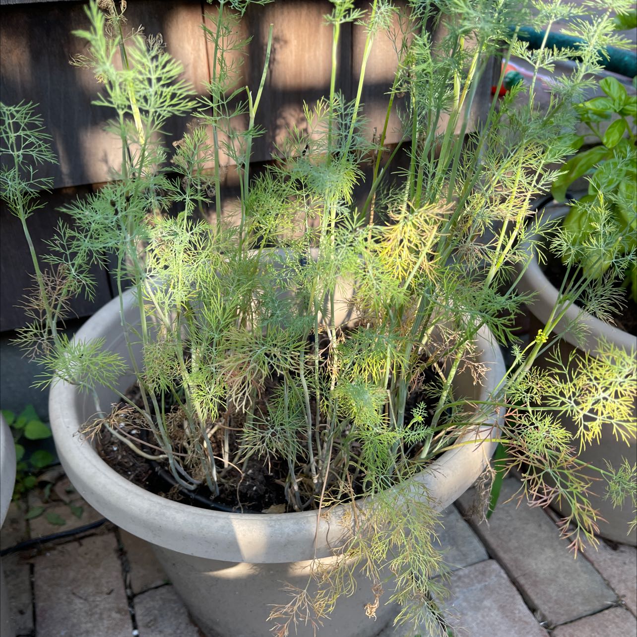 Potted Common Fennel plant with some yellowing leaves.