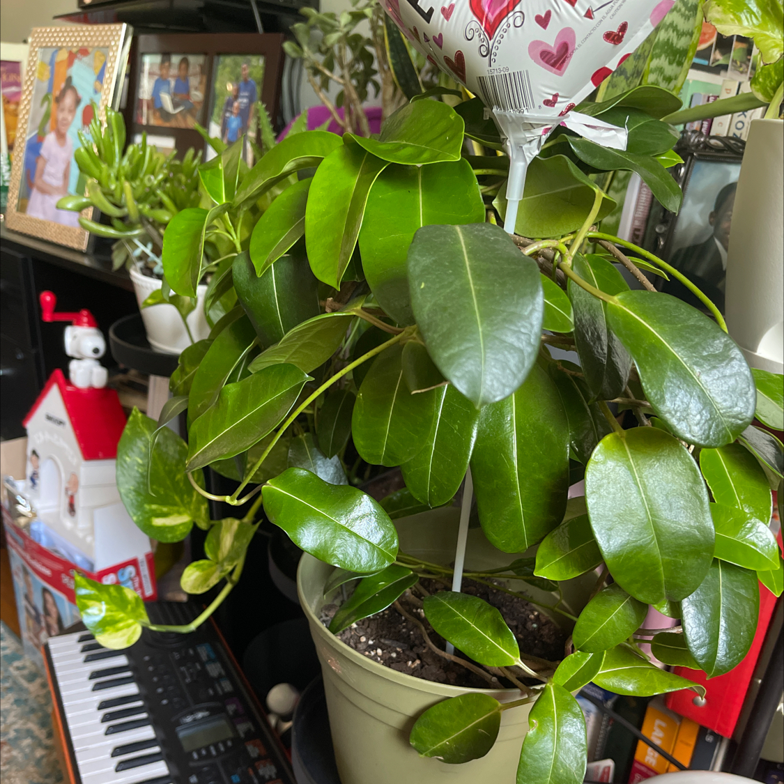 Your plant