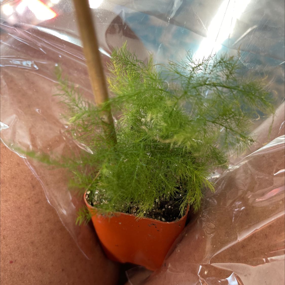 Image of a healthy Common Fennel plant in a small plastic pot with visible soil.