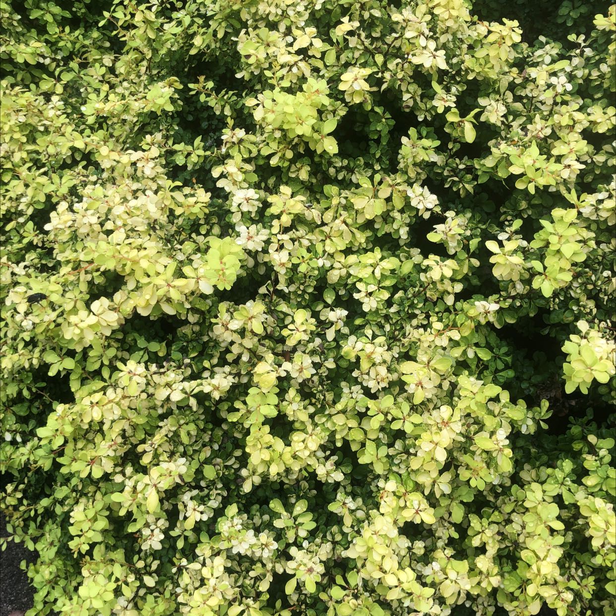 Dense cluster of healthy Japanese Barberry with small green leaves.