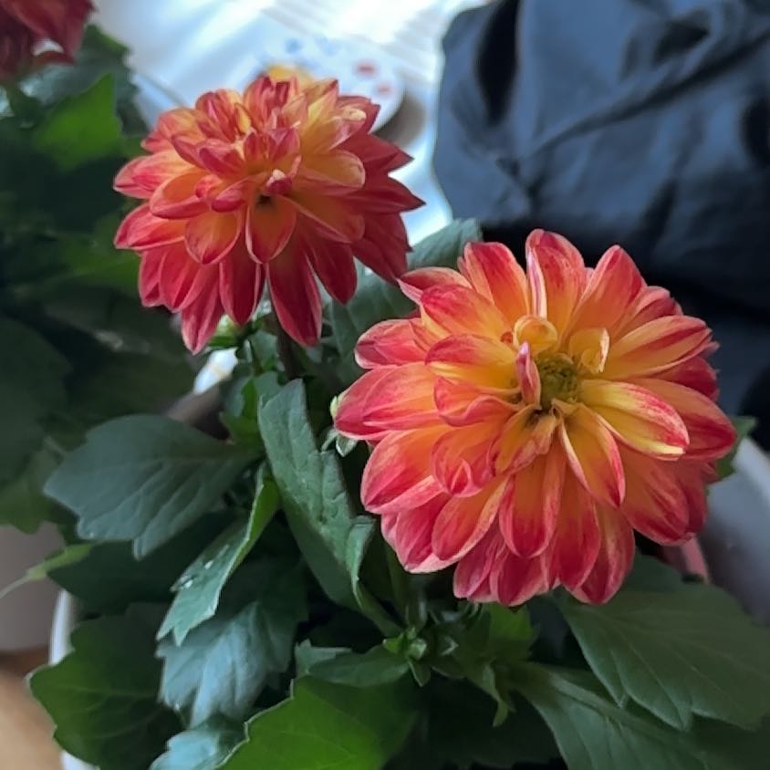 Garden Dahlia with vibrant red and yellow flowers and healthy green leaves.