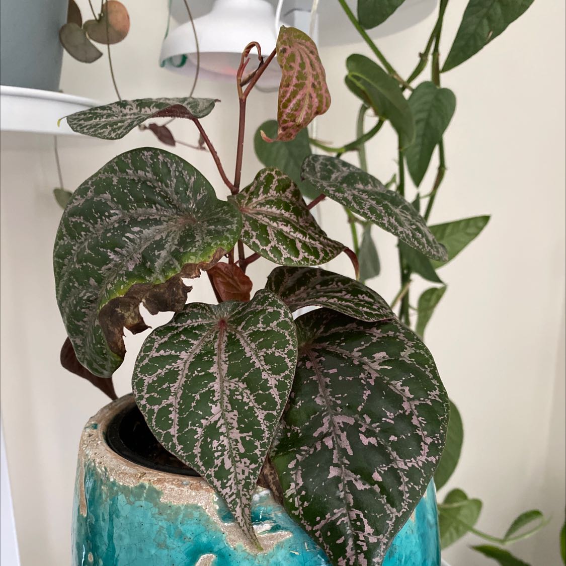 Red Betel plant in a decorative pot with patterned leaves.