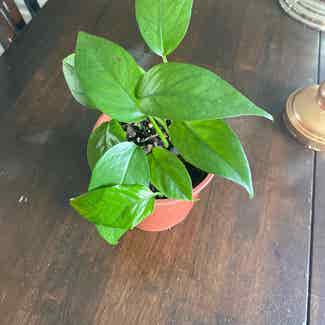 baltic blue pothos plant in Somewhere on Earth