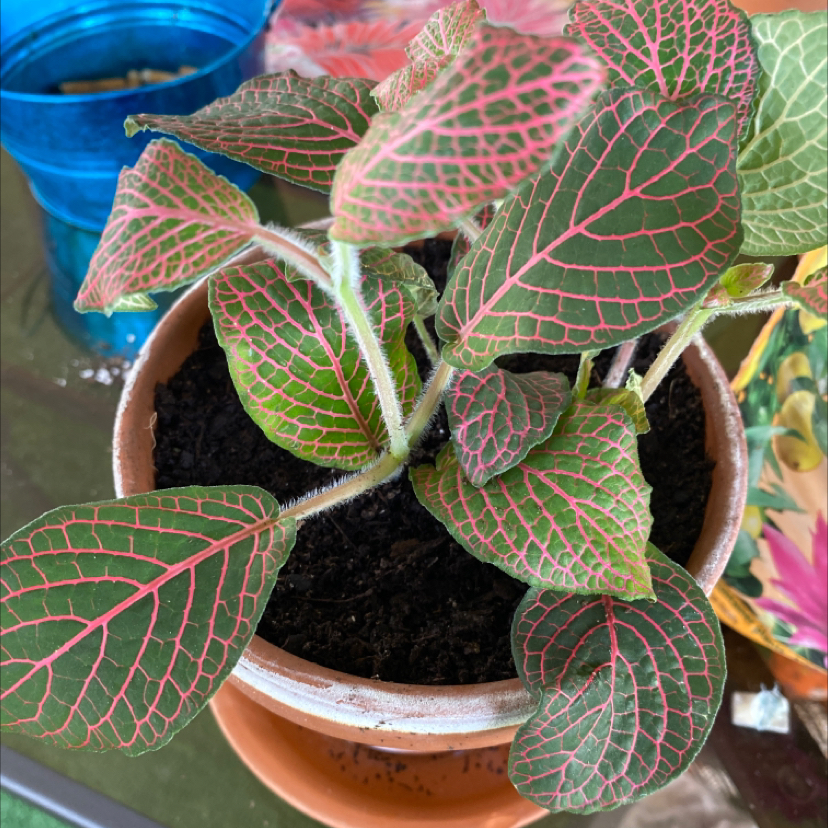 Red Anne Nerve Plant in a pot with vibrant red veins on green leaves.