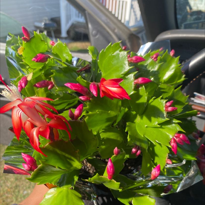 Photo of the plant species False Christmas Cactus by @FeMonet33 named Messiah x2 on Greg, the plant care app