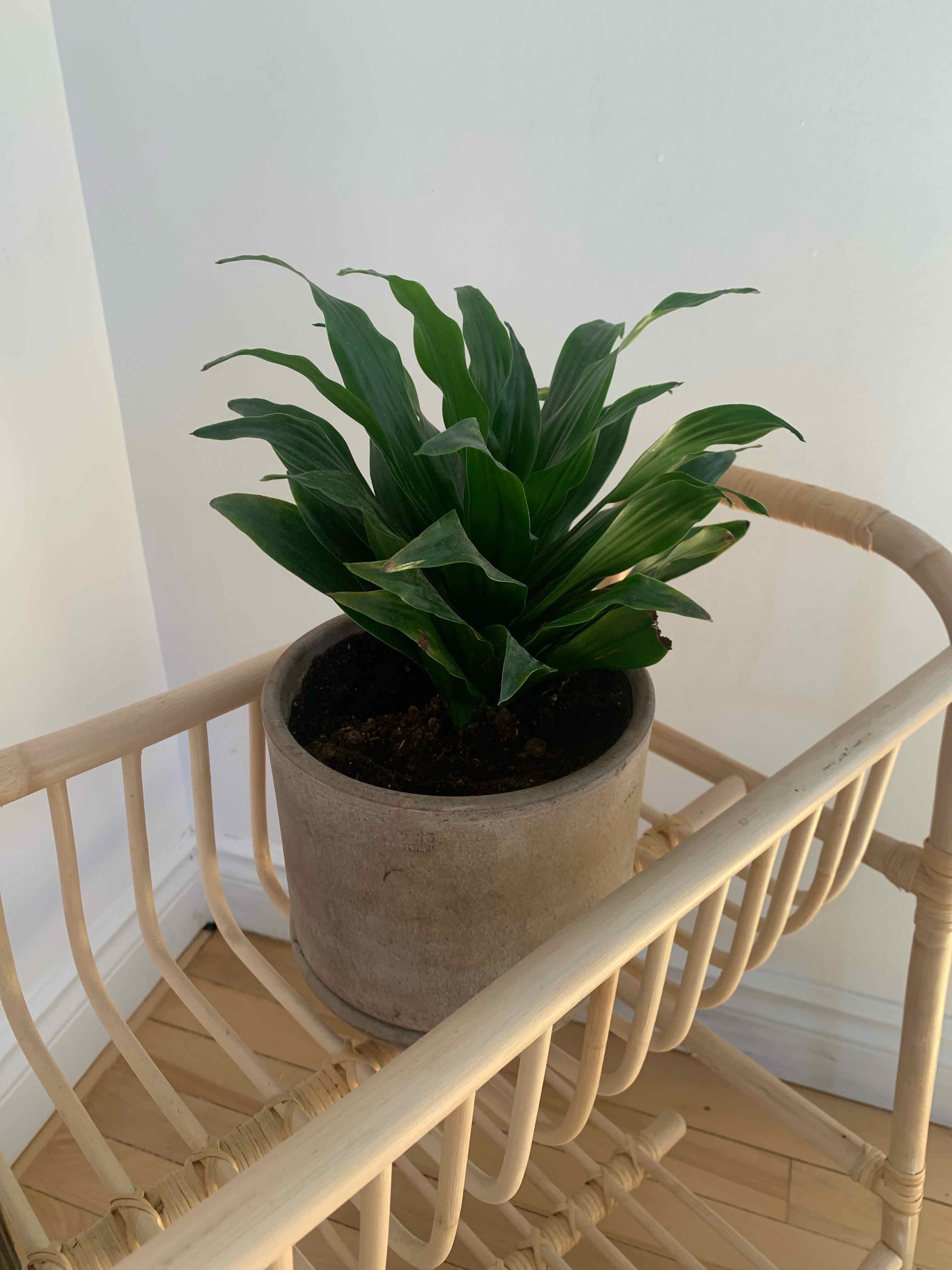 Photo of the plant species Dracaena 'Janet Craig Compacta' by @Jade_damboise named Bobby on Greg, the plant care app