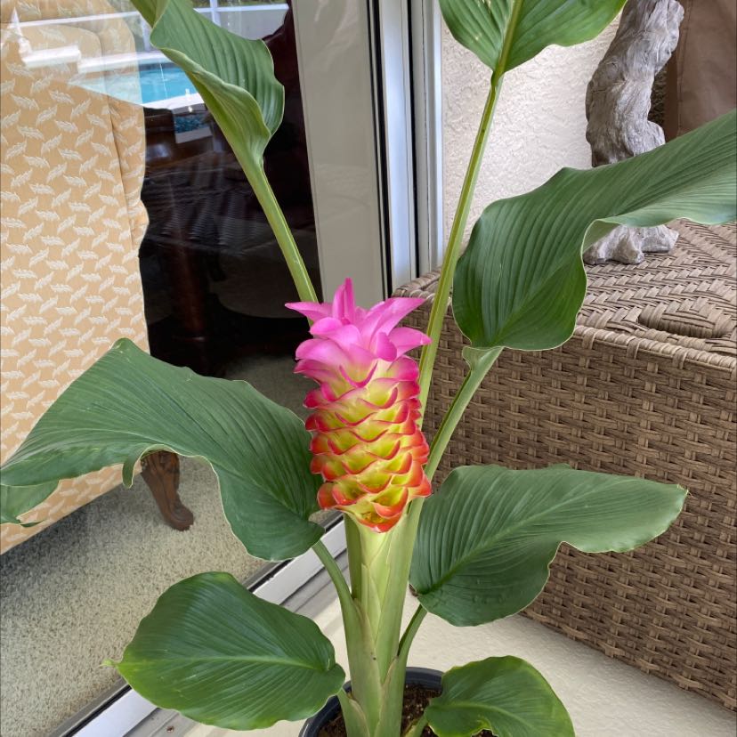 Siam tulip plant with vibrant green leaves and a prominent pink and yellow flower.