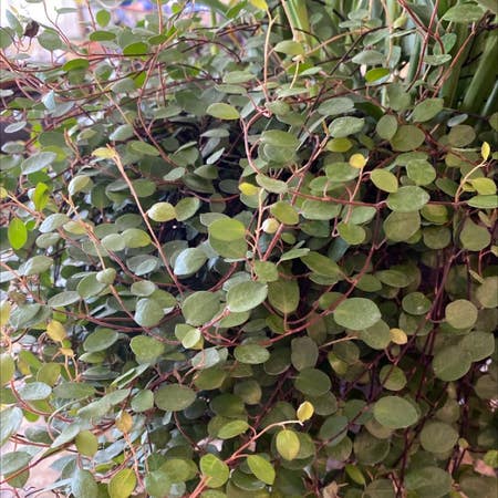 Photo of the plant species Caper by Dearkatsura named Your plant on Greg, the plant care app
