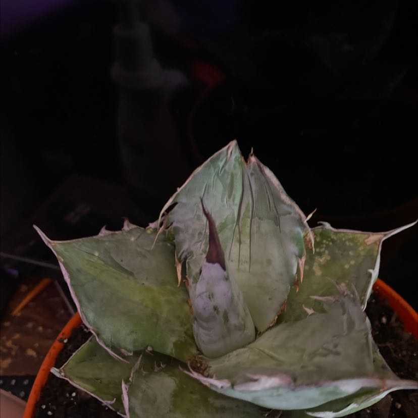 Photo of the plant species Agave Titanota by @LargeRimu named Your plant on Greg, the plant care app