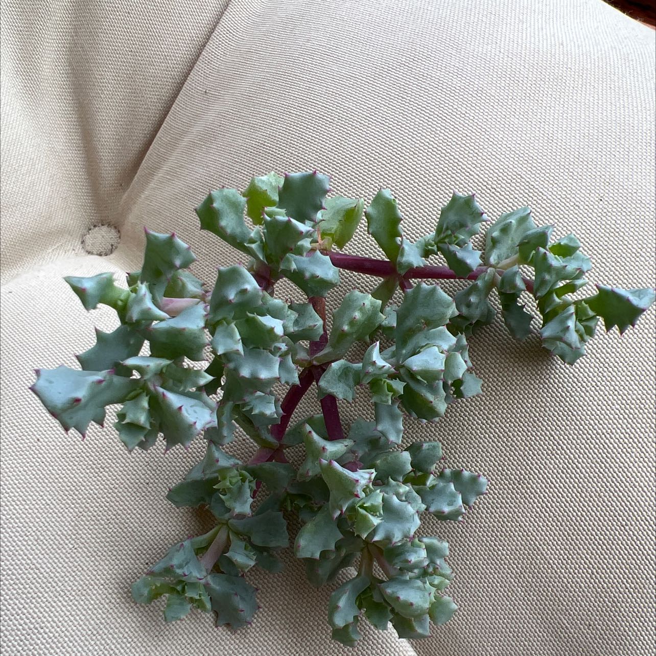 Photo of the plant species Deltoid-Leaved Dew Plant by @ConvivialBeech named Deltoid Leaved Dew Plant on Greg, the plant care app