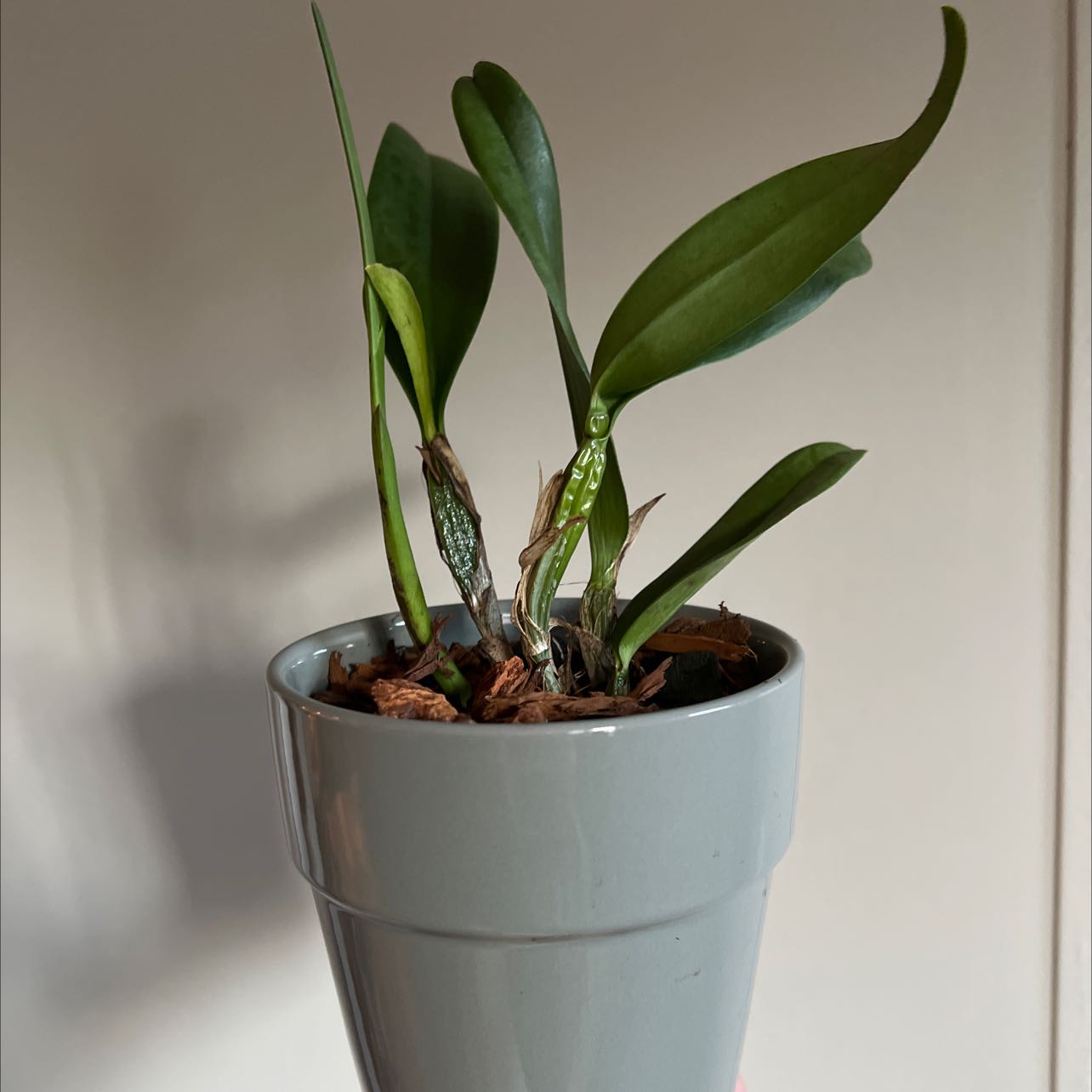 Photo of the plant species Guarianthe aurantiaca by @mgracie named Pink on Greg, the plant care app
